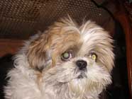 Photo de la shih-tzu Nitsan prise pour modle dans cette composition
